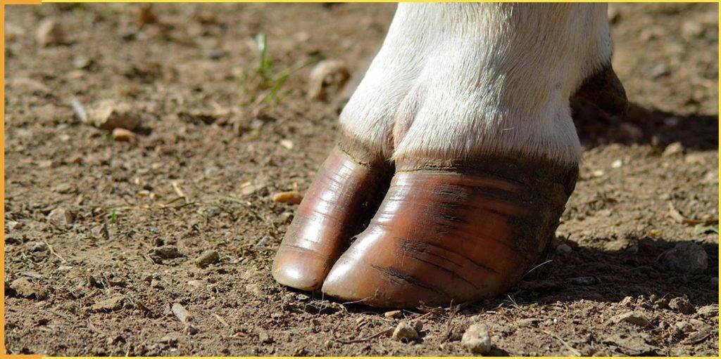 antibiotico para pododermatitis - Cómo tratar la pododermatitis en aves de forma casera