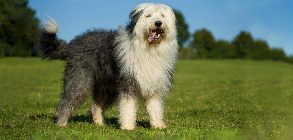 antiguo pastor - Cómo se llevan un pastor inglés y un cachorro bobtail