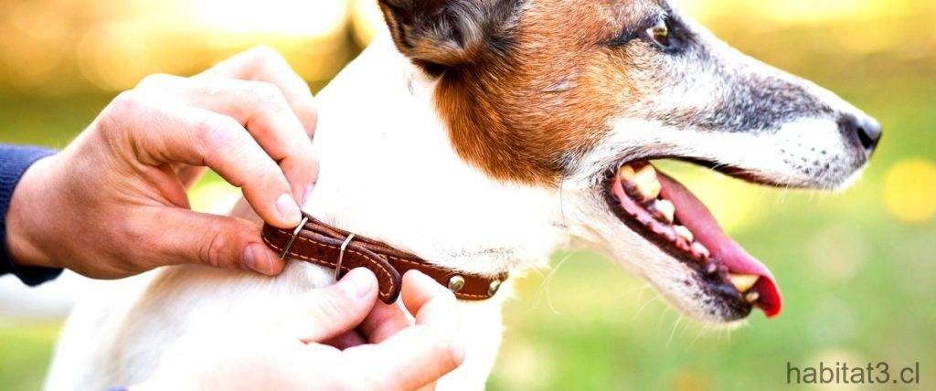 antiolor celo para hembras perro casero - Cómo ahuyentar perros de una perra en celo de forma natural