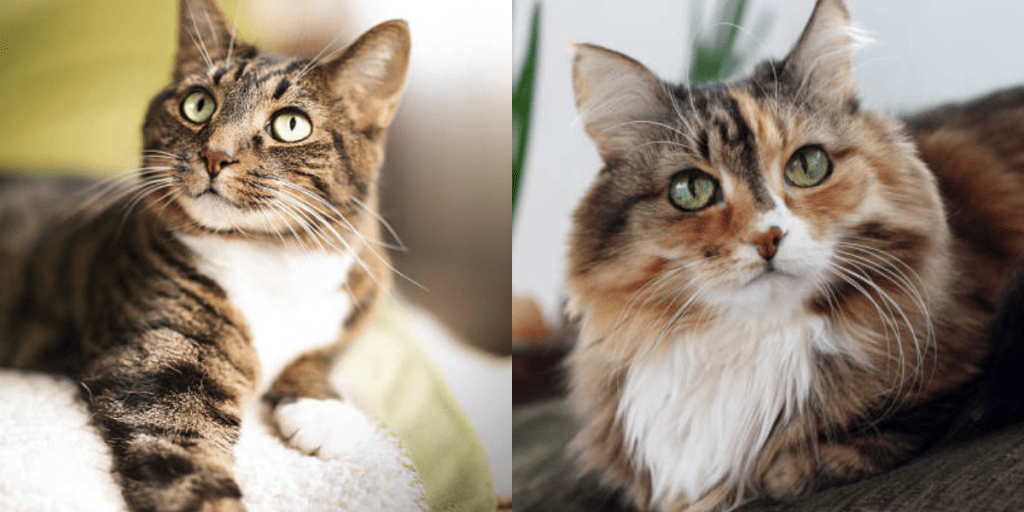 antipulgas casero para gatos - Remedios caseros antipulgas seguros y efectivos para gatos