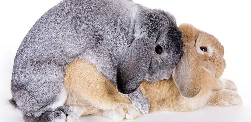 apareamiento conejos - Cómo se reproduce el conejo doméstico