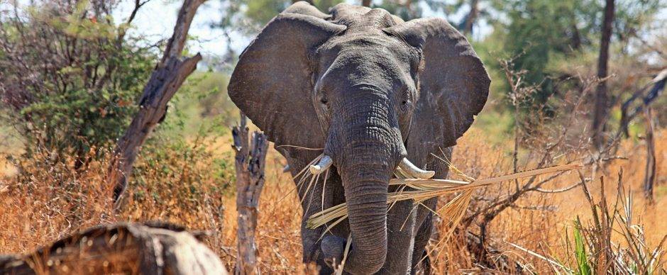 apareamiento de elefantes - Cómo se reproduce el elefante africano