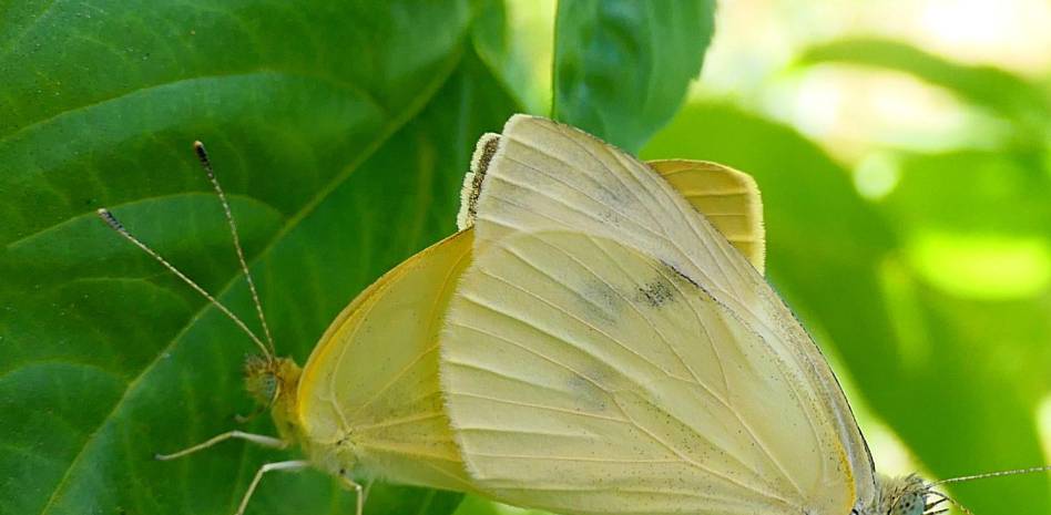 apareamiento mariposas - Cómo se reproduce la mariposa monarca