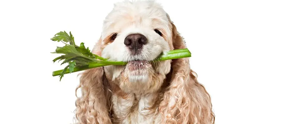 apio para perros - Pueden los perros comer apio de forma segura