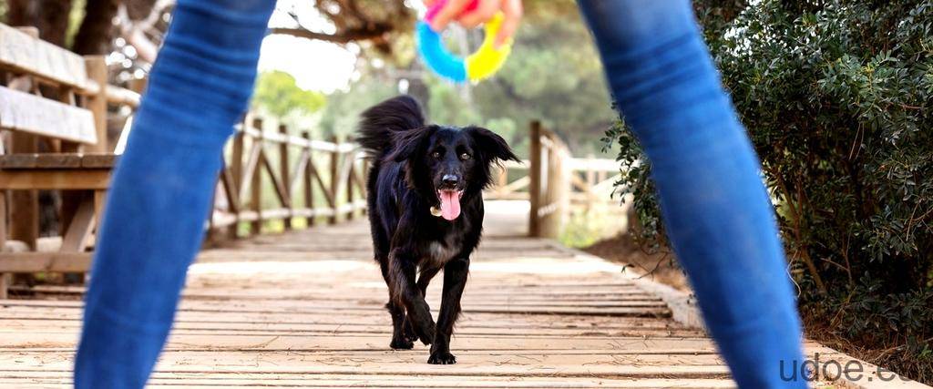 apiretal para perros - Cómo dar Apiretal a tu perro y sus efectos secundarios