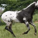 Características únicas de los caballos Appaloosa