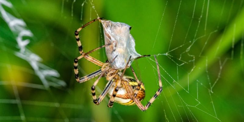 Arácnidos: Características y Ejemplos con Fotos