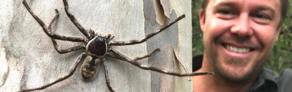 arana australia - Qué arañas gigantes y peligrosas se encuentran en Australia