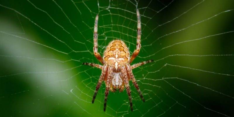 arana cuantas patas tiene 1 - Cuántas patas tiene una araña