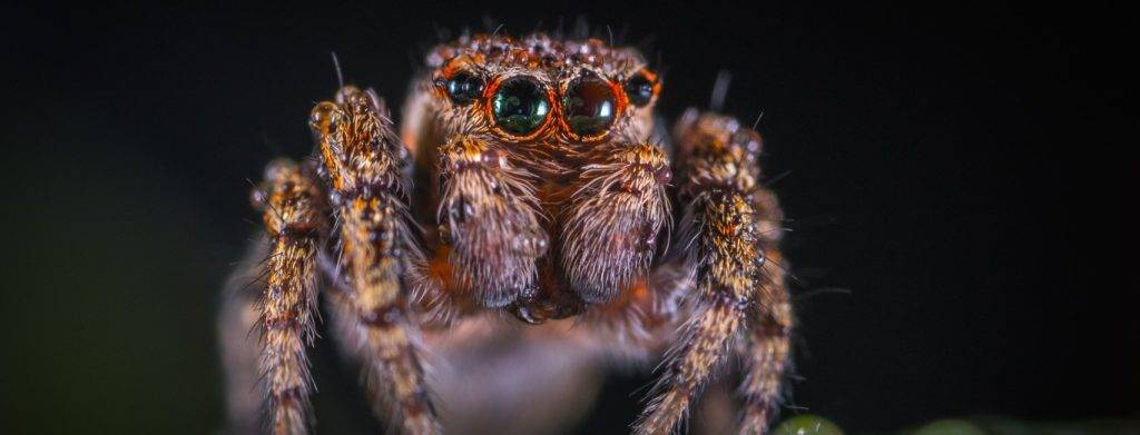 arana ojos - Cuántos ojos tienen las arañas y cómo ven el mundo que les rodea