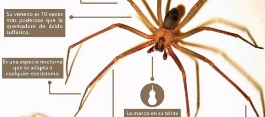 arana partes - Anatomía de la araña: partes y funciones detalladas