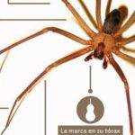 Anatomía de la araña: partes y funciones detalladas