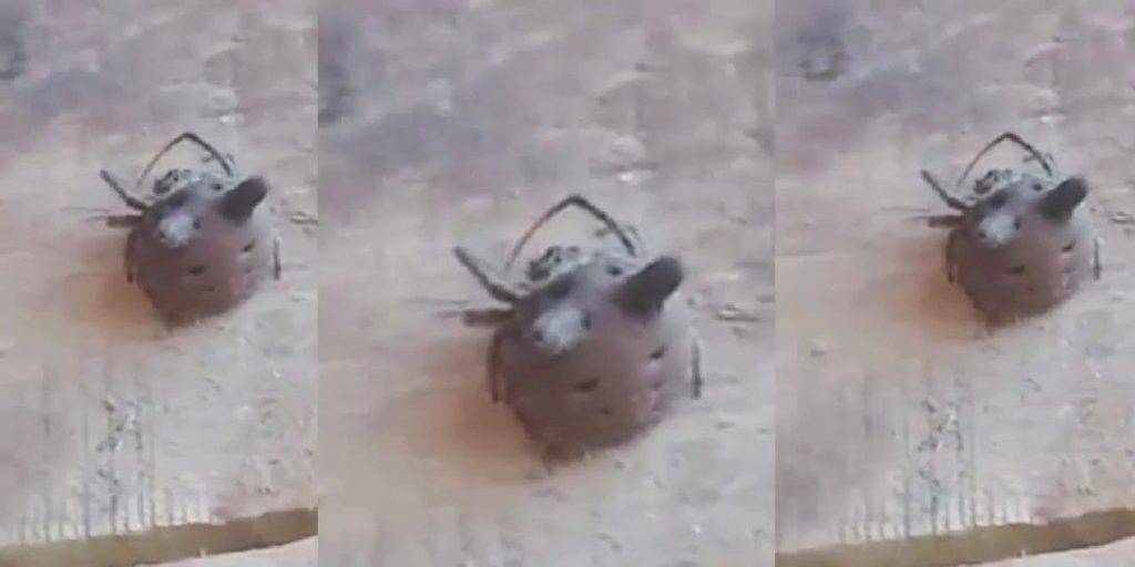 aranas gato - Cómo actuar ante una picadura de araña en gatos