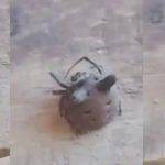 Cómo actuar ante una picadura de araña en gatos