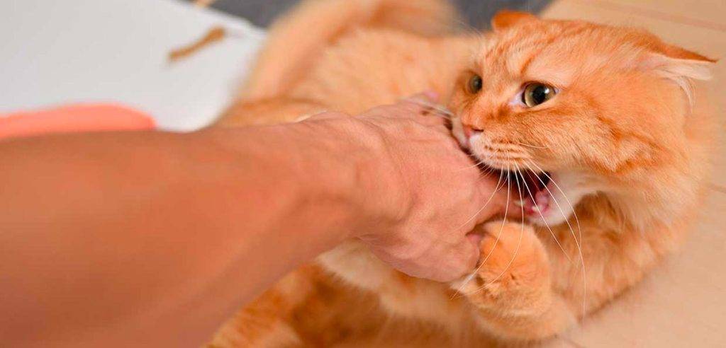 aranazo de gato que hacer - Cómo tratar un arañazo de gato callejero