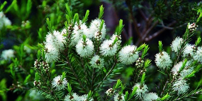 arbol de te garrapatas - Aceite de árbol de té para control de pulgas y garrapatas en perros