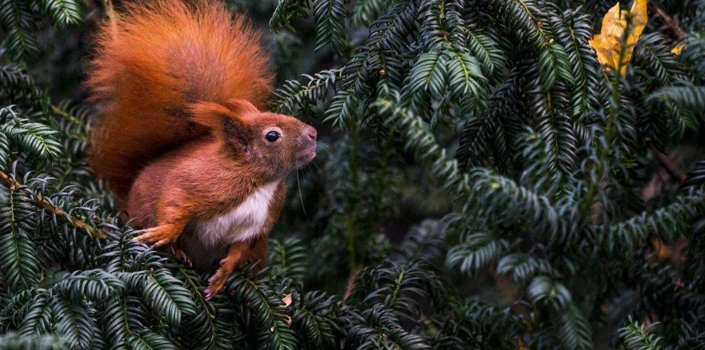 ardilla hibernando - Por qué las ardillas hibernan en invierno