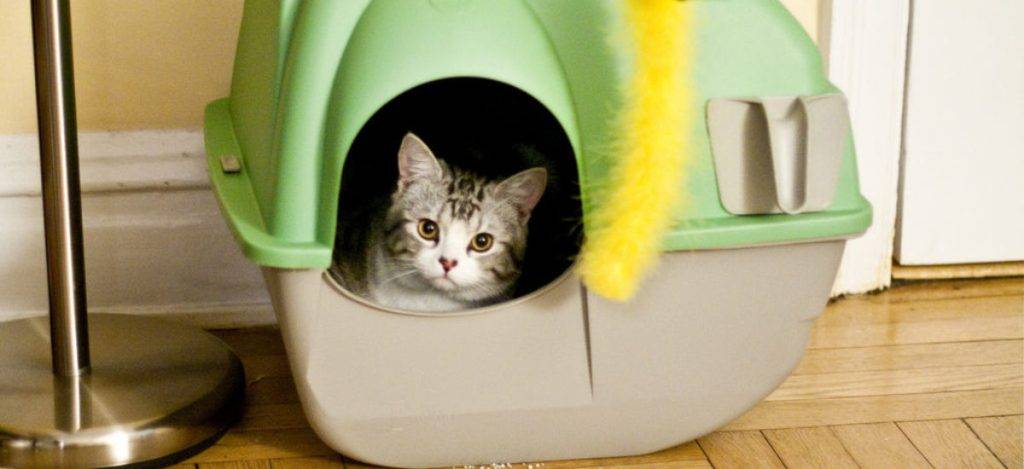 arena para gatos que no huela - Cuáles son las mejores arenas aglomerantes para gatos sin olor