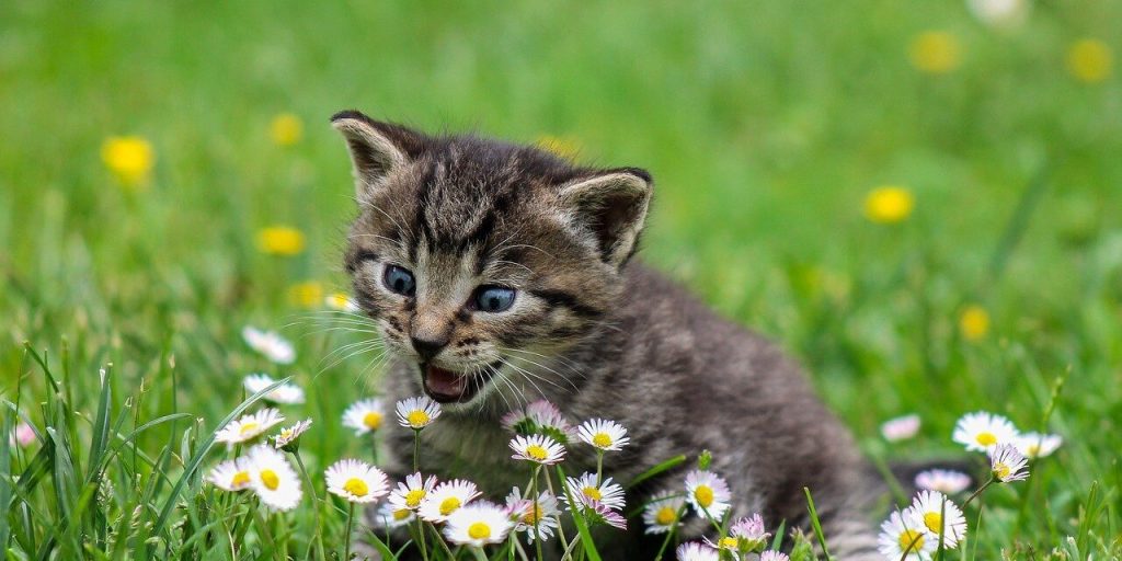 arestin gatos - Qué hacer si mi gato tiene sarna en la piel