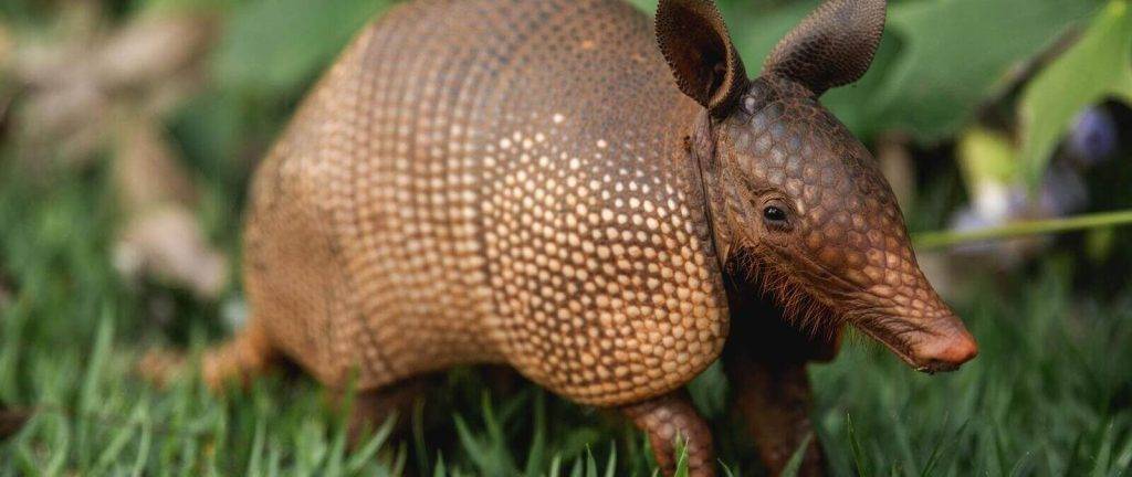 armadillo bebe - Cómo cuidar a un armadillo bebé como mascota correctamente