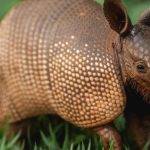 Cómo cuidar a un armadillo bebé como mascota correctamente