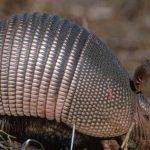 Qué comen los armadillos en su dieta diaria