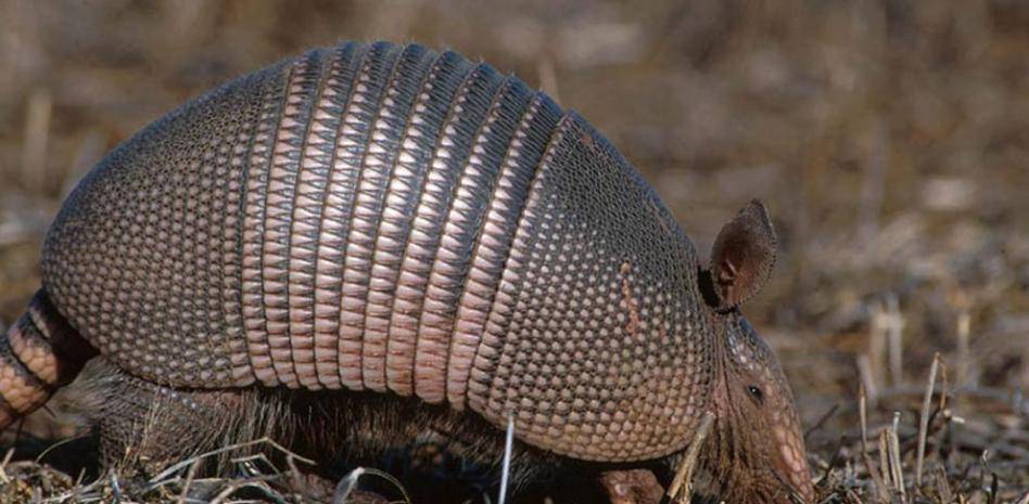 armadillos que comen - Qué comen los armadillos en su dieta diaria