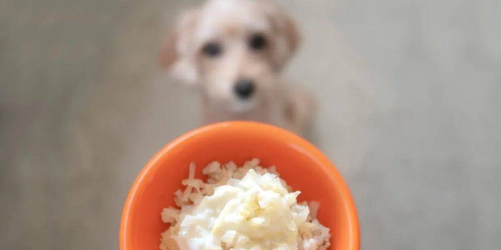 arroz blanco para perros - Los perros pueden consumir arroz blanco como parte de su alimentación