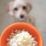 Los perros pueden consumir arroz blanco como parte de su alimentación