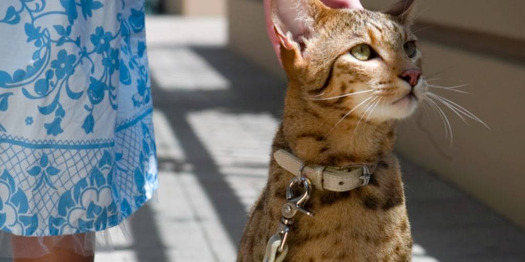 ashera cat - Cómo cuidar a un gato Ashera blanco de forma adecuada