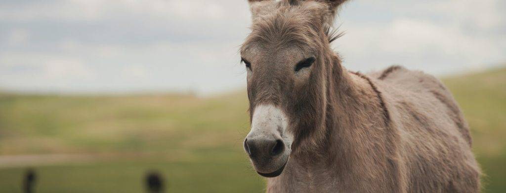 asno promedio de vida - Cuál es la esperanza de vida de un burro