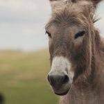 Cuál es la esperanza de vida de un burro