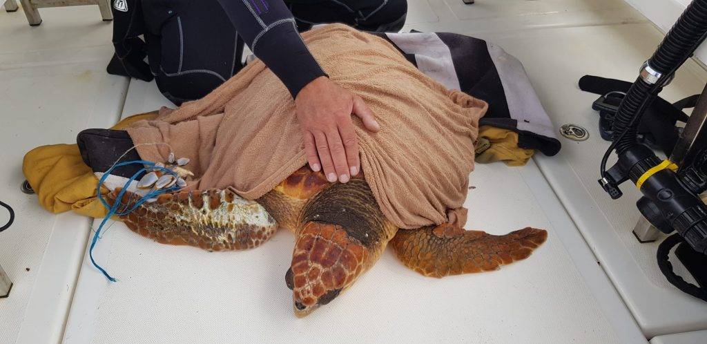 aspecto de una tortuga muerta - Tortuga de agua hibernando o muerta Consejos para cuidarla