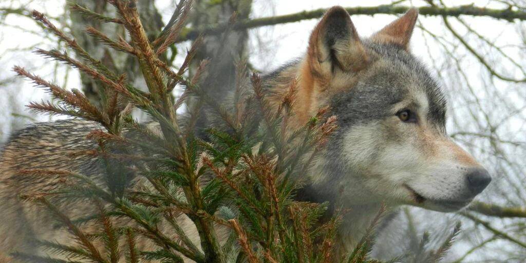 aullara el lobo - Por qué los lobos aúllan a la luna en la noche