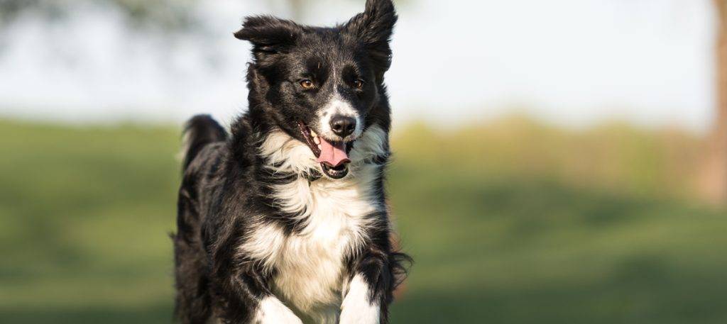 australian border collie - Pastor Australiano vs Border Collie: Cuál elegir