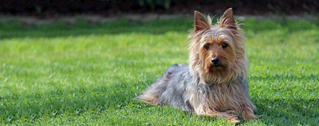 australian silky terrier - Cómo cuidar y educar a un Perro Silky Terrier Australiano