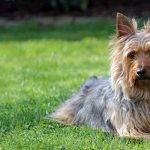 Cómo cuidar y educar a un Perro Silky Terrier Australiano