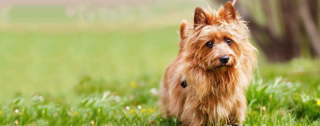 australian terrier - Características y curiosidades del Australian Terrier