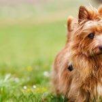 Características y curiosidades del Australian Terrier