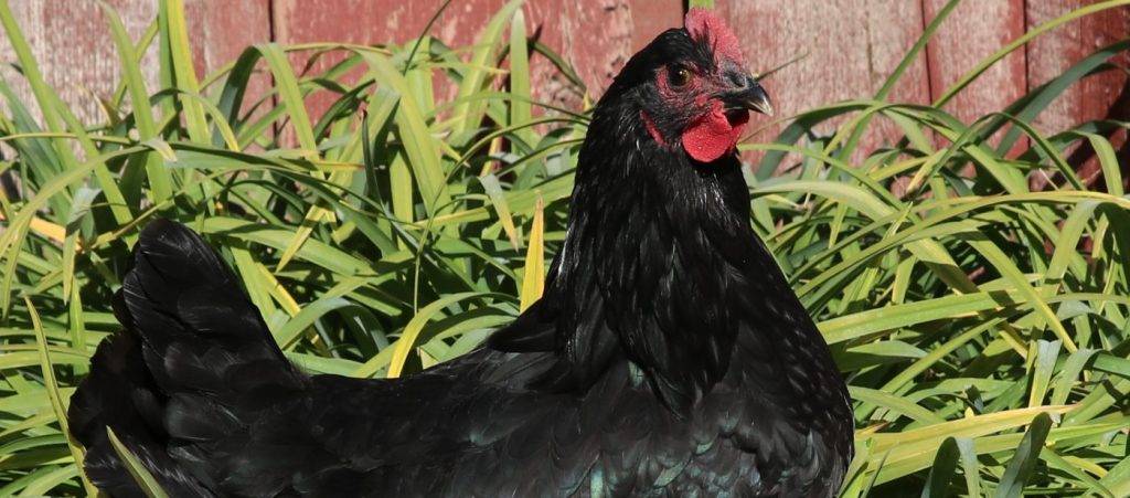 australop - Australorp: origen y curiosidades de esta raza popular