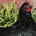 Australorp: origen y curiosidades de esta raza popular