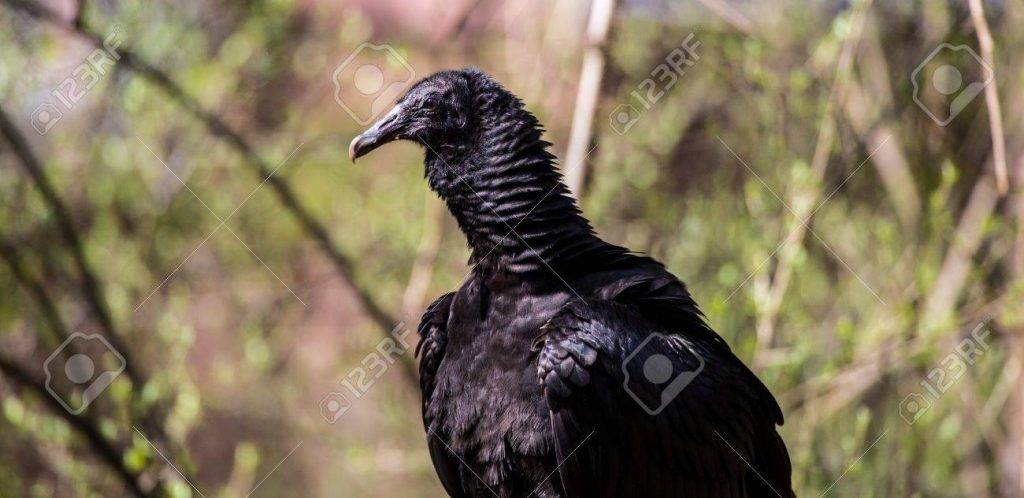 ave carronera - Aves carroñeras: características y ejemplos con fotos