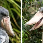 Qué especies forman parte de las aves de pico largo y cómo lucen