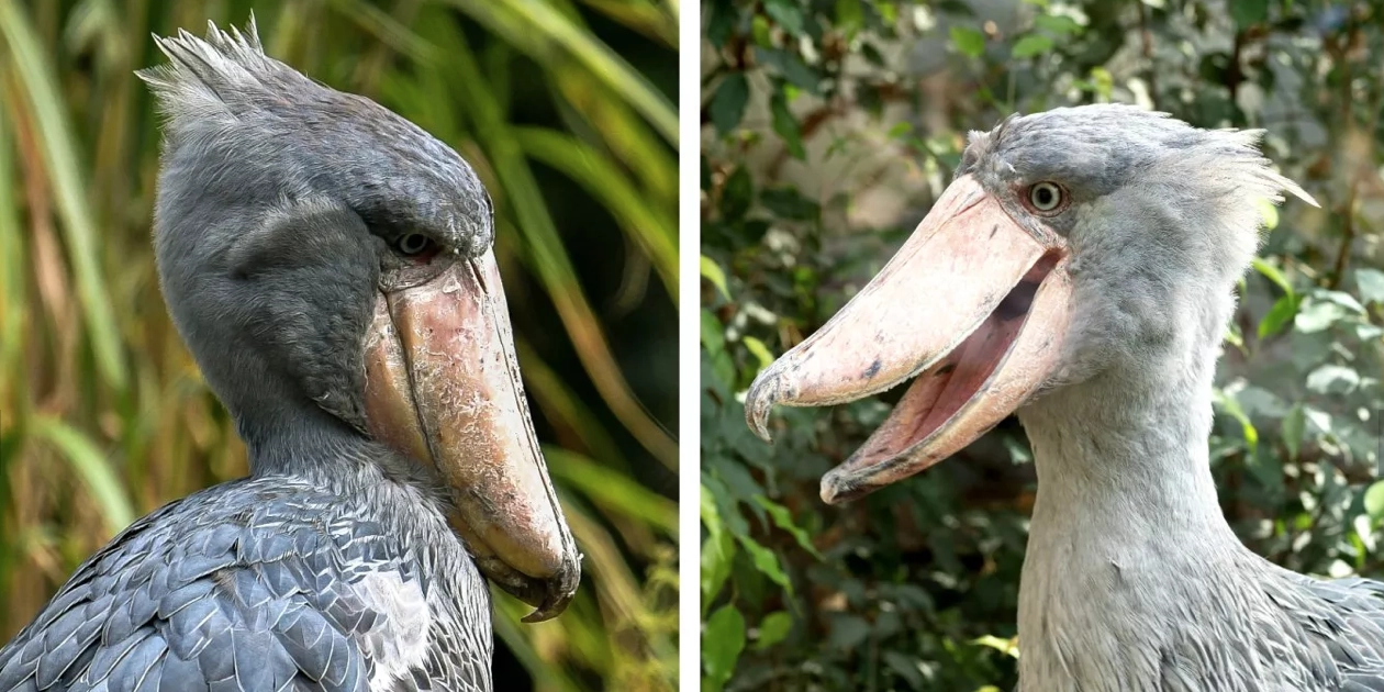 Qué especies forman parte de las aves de pico largo y cómo lucen