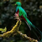 Cuáles son las aves más elegantes y hermosas del mundo