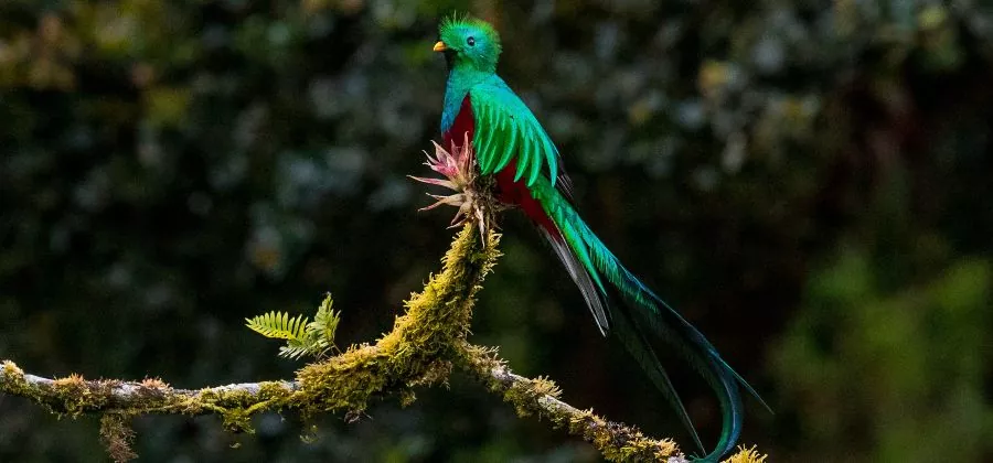 ave hermosa - Cuáles son las aves más elegantes y hermosas del mundo