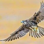 Cuáles son los tipos de aves rapaces y cuáles son sus nombres comunes