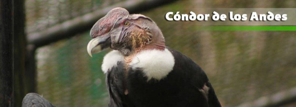 aves carnivoras - Qué aves son carnívoras y cuáles son sus características