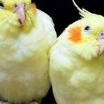 Pájaros domésticos pequeños y coloridos: nombres y fotos