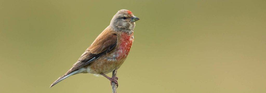 aves granivoras - Qué aves se alimentan principalmente de semillas